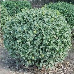 墊盤衛矛系 墊盤衛矛系