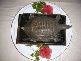 鐵板甲魚