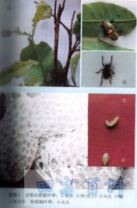 粉筒胸葉甲 粉筒胸葉甲