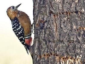 火腹啄木鳥 火腹啄木鳥