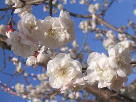 淡豐後梅 淡豐後梅