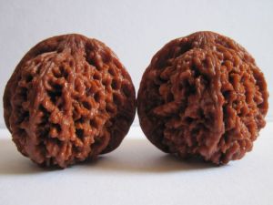 滿天星獅子頭 滿天星獅子頭