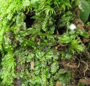 暖地帶葉苔 暖地帶葉苔