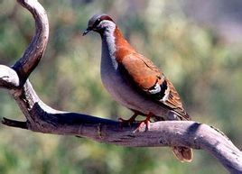 灌叢銅翅鳩 灌叢銅翅鳩