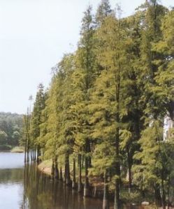 線葉池杉 線葉池杉