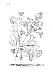 長序臭黃荊（原變種）