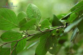 金剛鼠李 金剛鼠李