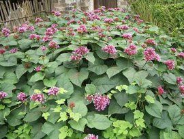 臭牡丹[種質資源]