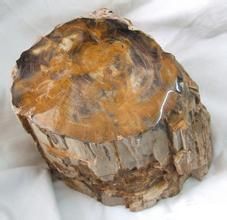 正形貝屬 正形貝屬