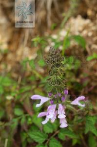 長冠鼠尾草紫參 長冠鼠尾草紫參