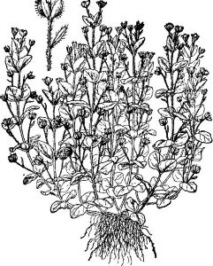 唐古拉婆婆納 唐古拉婆婆納