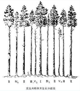 按其生長優劣分為5級