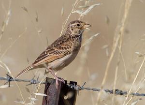 歌百靈指名亞種 歌百靈指名亞種