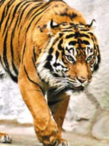 瀕危物種[珍貴稀有的野生動植物]