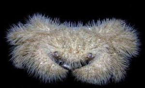 球形球毛刺蟹 球形球毛刺蟹