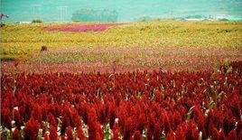 北京楊北京群體 北京楊北京群體