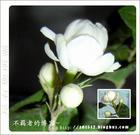 茉莉花花 茉莉花花