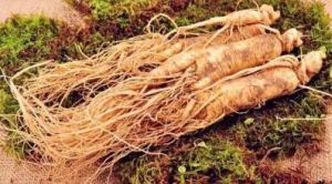 秘傳補中參術湯 秘傳補中參術湯