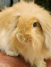 美洲黑貂兔 美洲黑貂兔