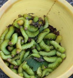 紡錘盤首蠶 紡錘盤首蠶