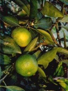 溫葉蜜柑 溫葉蜜柑