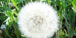 蒲公英蘆根汁 蒲公英蘆根汁