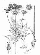 翼葉稜子芹 翼葉稜子芹