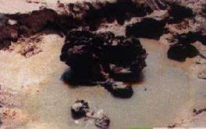 深滬灣海底古森林