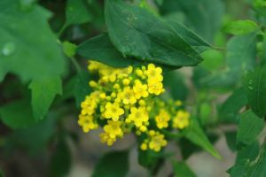 輪葉過路黃 輪葉過路黃