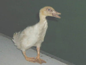 鴨傳染性竇炎 鴨傳染性竇炎