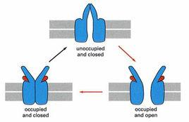 配體-門控通道 配體-門控通道