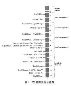 遺傳性凝血因子Ⅺ缺乏
