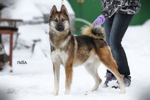 西西伯利亞萊卡犬
