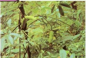 多葉木通 多葉木通