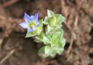 陝西碎米蘚 陝西碎米蘚