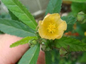 中華黃花棯 中華黃花棯