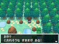 矢車森林的隱藏洞穴