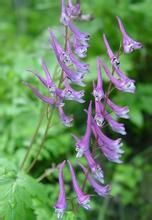 紋果紫堇 紋果紫堇