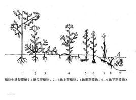 生活型譜 生活型譜
