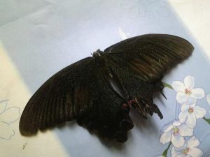 供應鏈總監 供應鏈總監