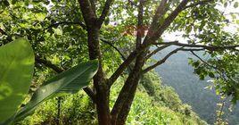 核桃樹青皮 核桃樹青皮