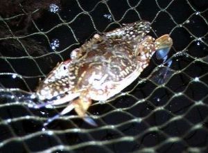 遠海梭子蟹 遠海梭子蟹