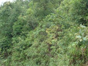 控勇自然村生態林