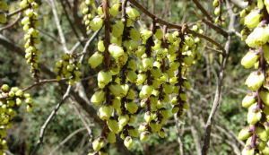 四川旌節花 四川旌節花