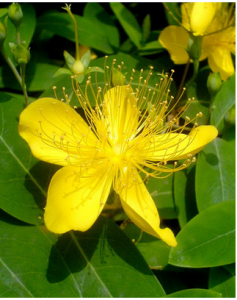 圓果金絲桃 圓果金絲桃