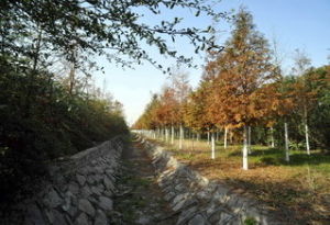 柘林古文化遺址 柘林古文化遺址