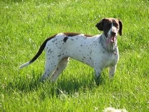 古老丹麥嚮導犬 古老丹麥嚮導犬