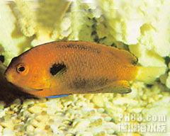 漁夫神仙魚 漁夫神仙魚