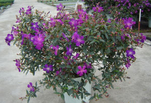 藥囊花屬 藥囊花屬