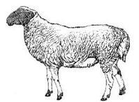 蒙古羊